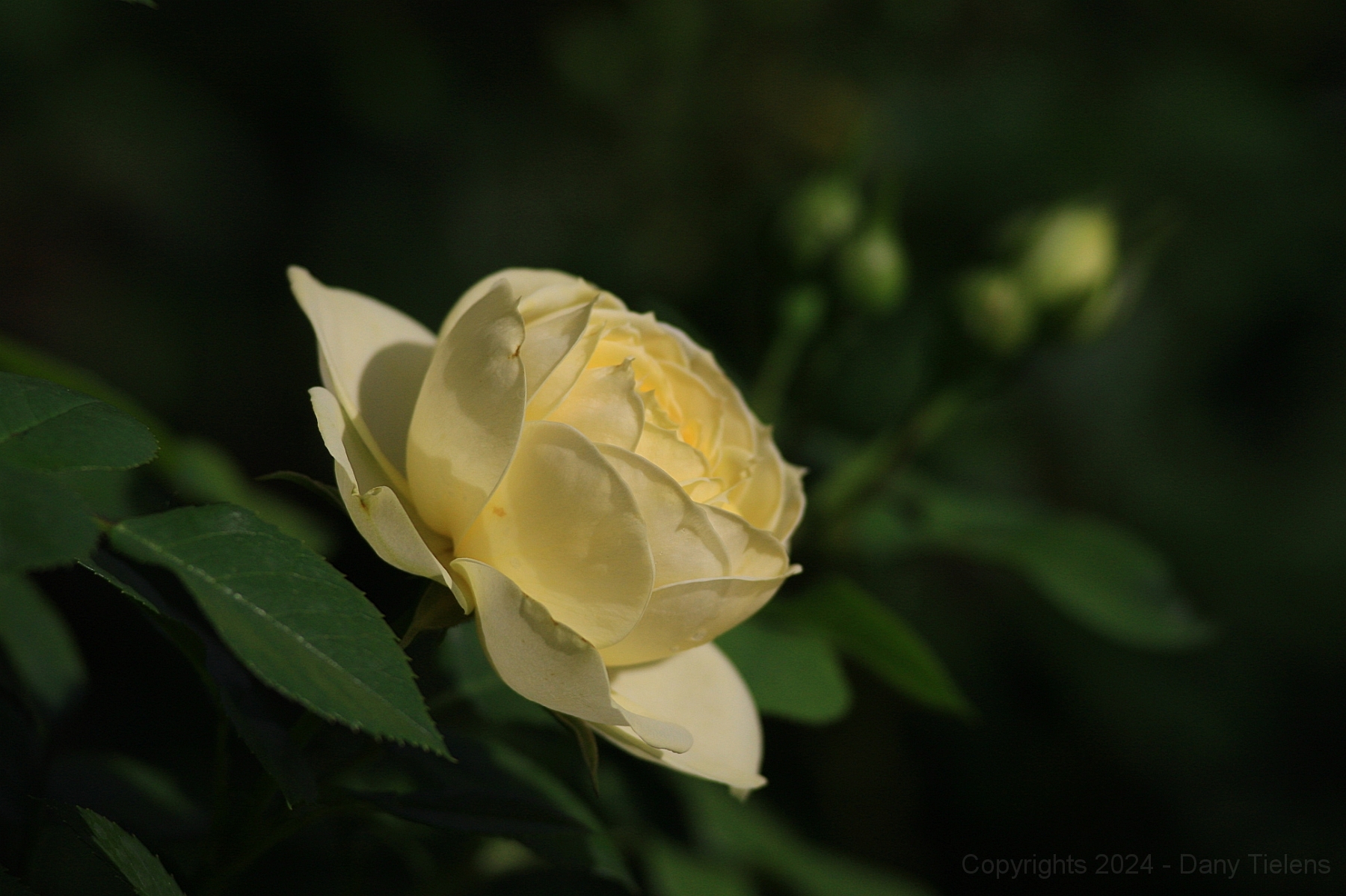 Rosa - Lemon Rokoko 2.jpg
